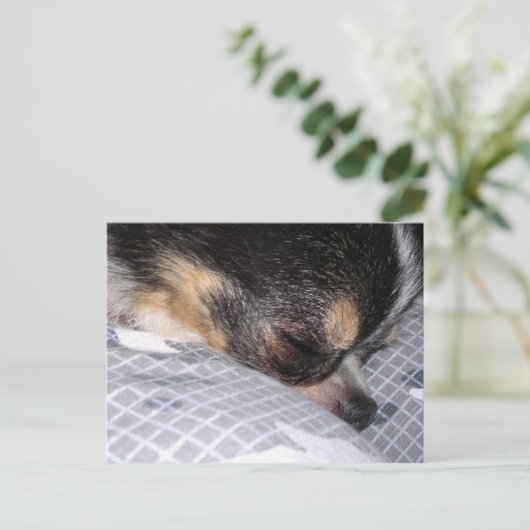 チワワ ポストカード (スタンド正面)