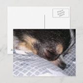 チワワ ポストカード (正面/裏面)