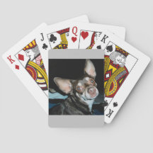 チワワ·ポゼージング-彼を迎えに行かない