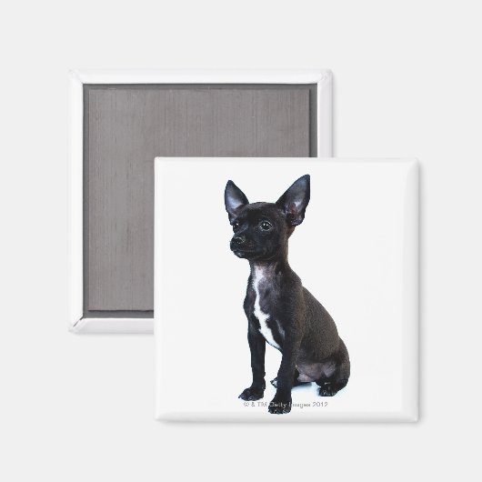 チワワ マグネット (正面/裏面)