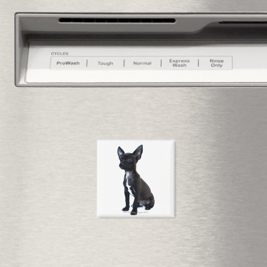 チワワ マグネット (インサイチュ (食洗機))