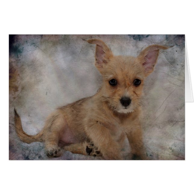 チワワ/ヨークシャーテリアパピー (正面横)