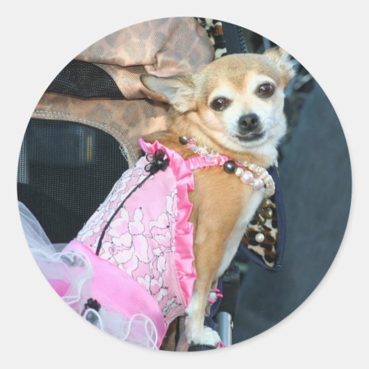 チワワ ラウンドシール (正面)