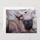 チワワ・ラバーズ・デライト ポストカード (正面/裏面)