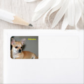 チワワ ラベル (インサイチュ)