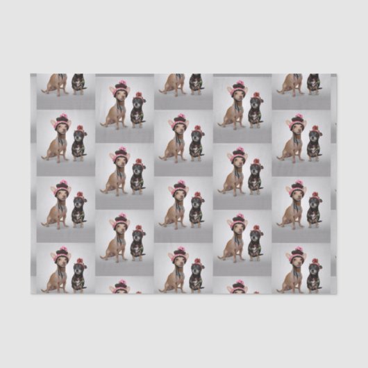 チワワ 薄葉紙 (正面)