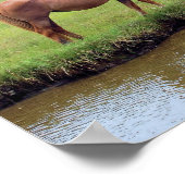 チンコテーハポニーズコラージュ ポスター (角)