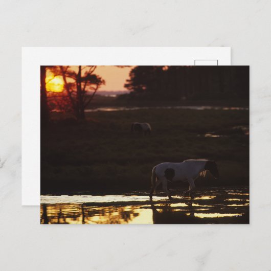 チンコテーハ歩くインウォーターAt Sunset ポストカード (正面/裏面)