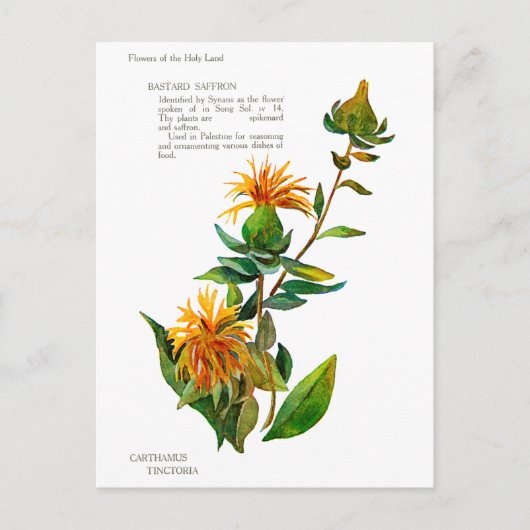 チンコリアカルタムス ポストカード (正面)