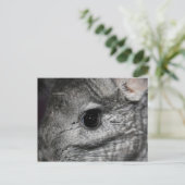 チンチラ目を閉じる ポストカード (スタンド正面)