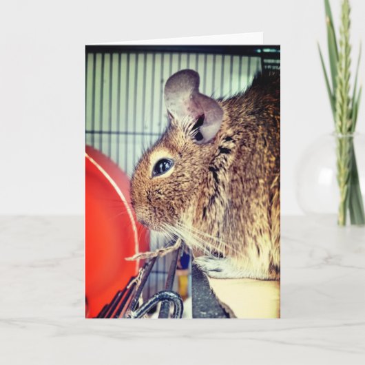 チンチラ カード (正面)