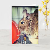 チンチラ カード (黄色い花)