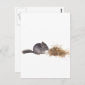 チンチラ ポストカード (正面/裏面)