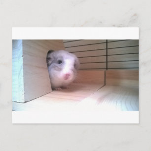 チンチラ、動物 ポストカード