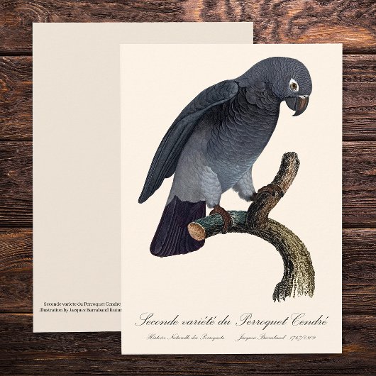 チンネエクロオウム、Psittacus Timneh サンキューカード