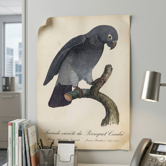 チンネエクロオウム、Psittacus Timneh ポスター