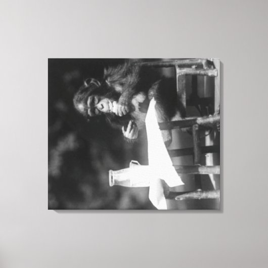 チンパンジーが国立動物園のテーブルに着席 キャンバスプリント (正面)