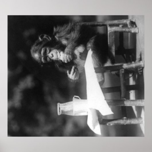 チンパンジーが国立動物園のテーブルに着席 ポスター (正面)