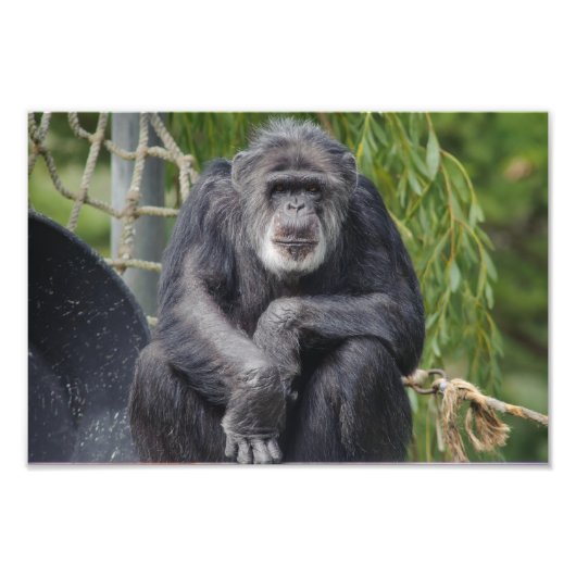 チンパンジーが座って見つめる写真 フォトプリント            (正面)