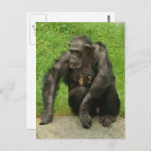 チンパンジーとベビー – はがき (正面/裏面)