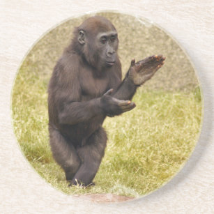 チンパンジーのコースター コースター