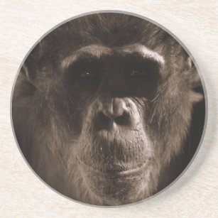 チンパンジーのコースター コースター
