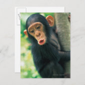 チンパンジーの若者 ポストカード (正面/裏面)