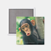 チンパンジーの若者 マグネット (正面/裏面)