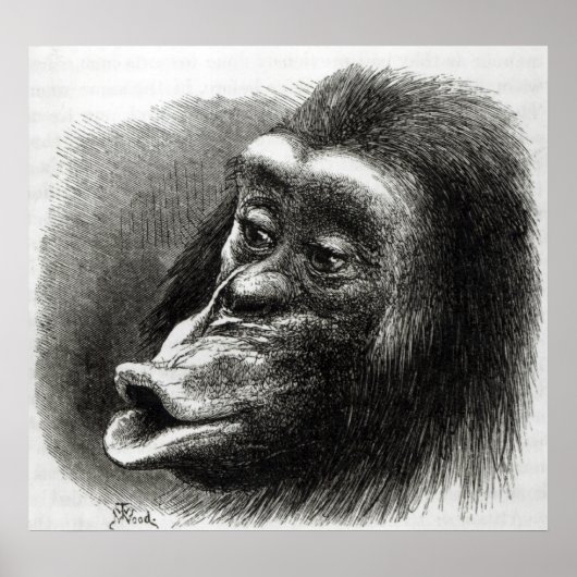 チンパンジーは失望し不機嫌 ポスター (正面)