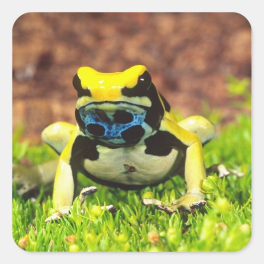 チンパンジーを染める毒カエル。 スクエアシール (正面)