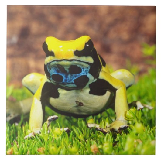 チンパンジーを染める毒カエル。 タイル (正面)