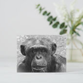 チンパンジー顔素晴らし、キャラクター、白黒 ポストカード (スタンド正面)