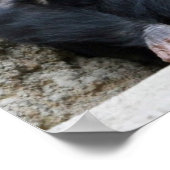 チンパンジー002 ポスター (角)