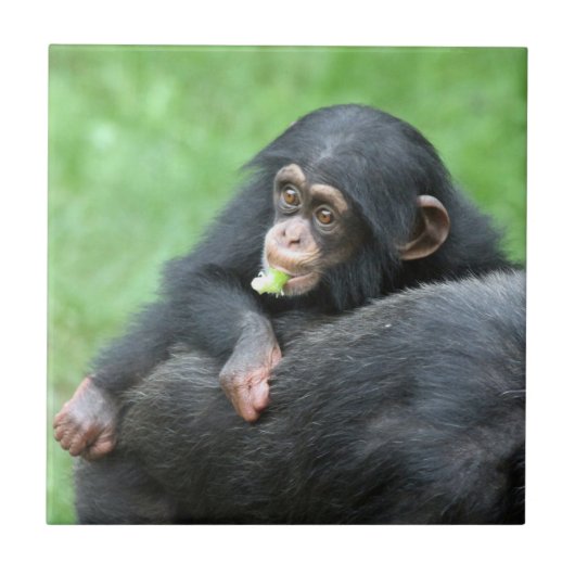 チンパンジー005 タイル (正面)