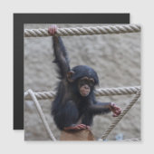 チンパンジー017 (正面/裏面)
