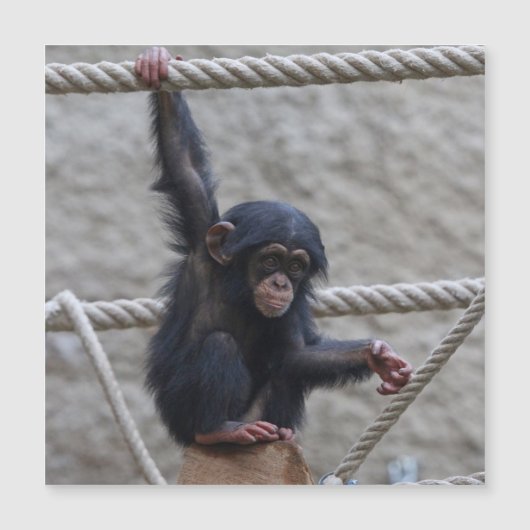 チンパンジー017 (正面)