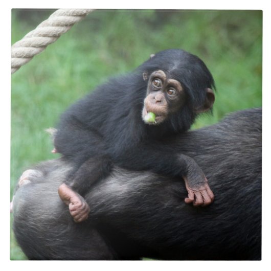 チンパンジー032 タイル (正面)