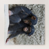 チンパンジー2020-03-01 ジグソーパズル (横)