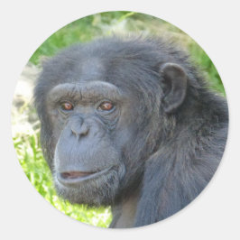 チンパンジー – ステッカー
