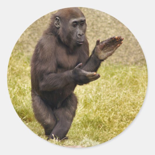 チンパンジー・ステッカー ラウンドシール (正面)