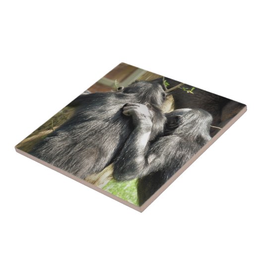 チンパンジー タイル (側面)