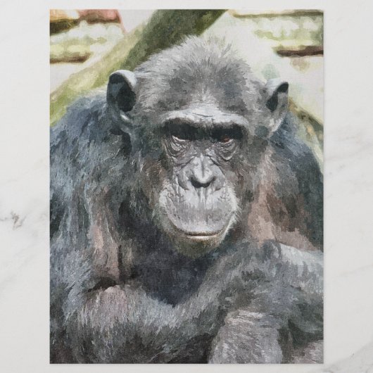 チンパンジー チラシ (正面)