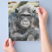 チンパンジー チラシ (手)