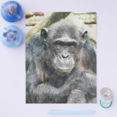 チンパンジー チラシ (シングル)