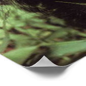 チンパンジー ポスター (角)