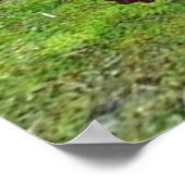 チンパンジー ポスター (角)