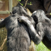 チンパンジー ポストカード