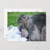 チンパンジー ポストカード (正面/裏面)