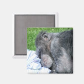 チンパンジー マグネット (正面/裏面)