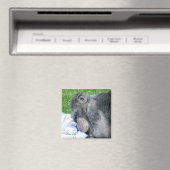 チンパンジー マグネット (インサイチュ (食洗機))